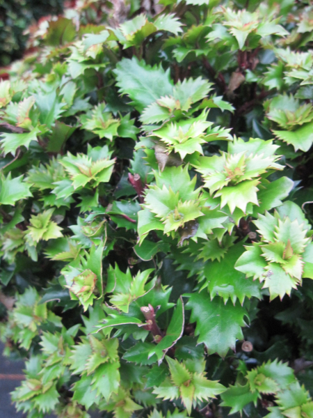 Amerikanischer Ilex Kleiner Strolch